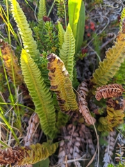 Polystichum kruckebergii