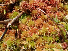 Sphagnum rubellum