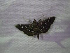 Diathrausta