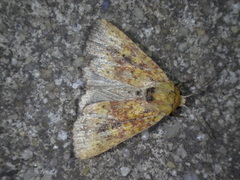 Perigea xanthioides