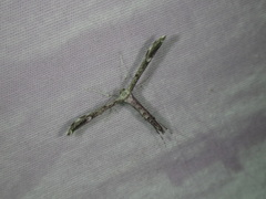 Hellinsia inquinatus