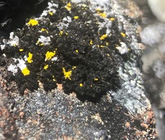 Arthrorhaphis citrinella