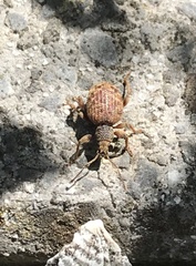 Otiorhynchus crataegi