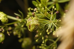 Aceria galiobia