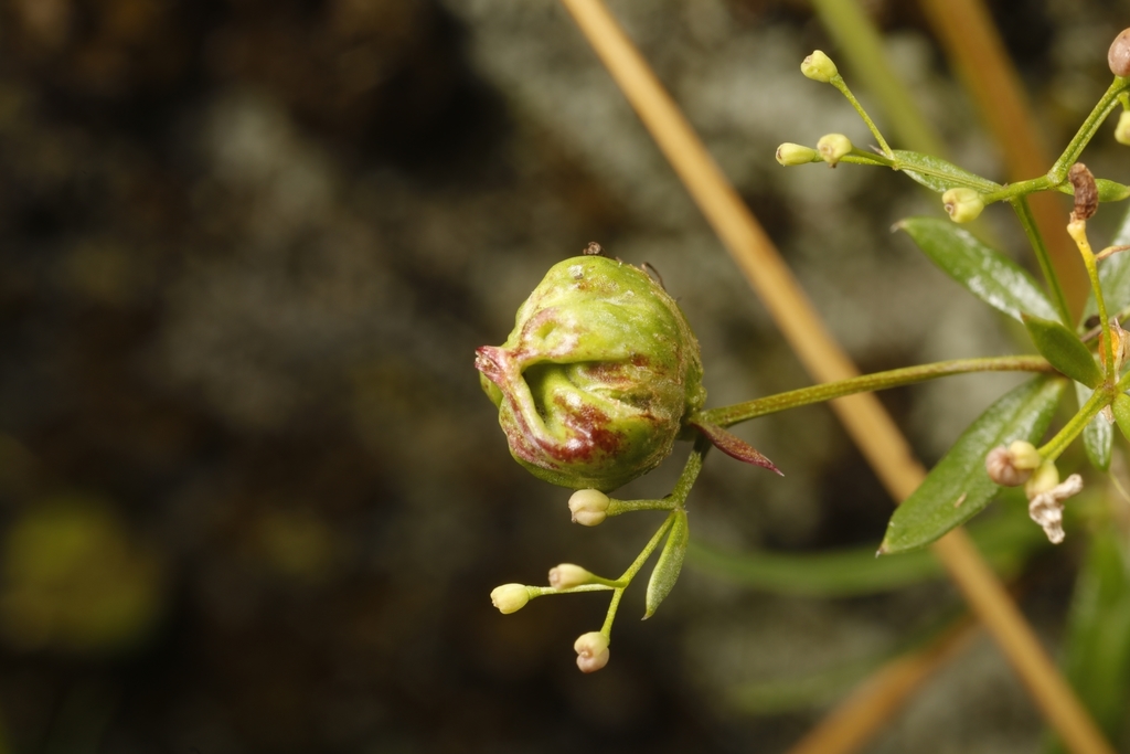 Aceria galiobia