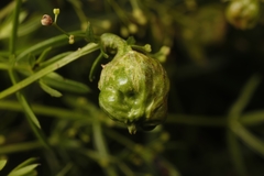 Aceria galiobia