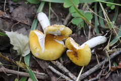 Russula risigallina