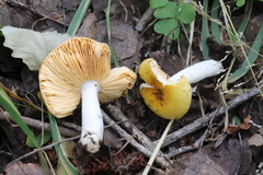 Russula risigallina