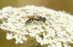 Aphilanthops frigidus