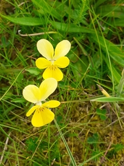 Viola lutea