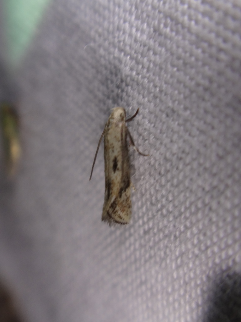 Elachista beothucella