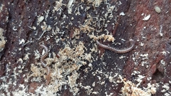 Proteroiulus fuscus