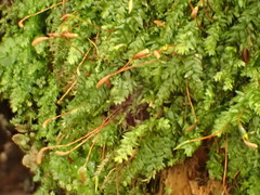 Plagiothecium nemorale