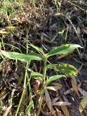 Commelina diffusa diffusa