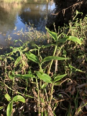 Commelina diffusa diffusa