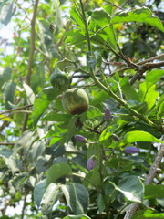 Solanum wendlandii