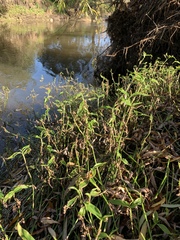 Commelina diffusa diffusa
