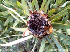 Protea longifolia × repens