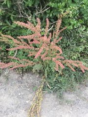 Rumex californicus