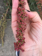 Rumex californicus