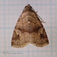 Ozarba brunnea