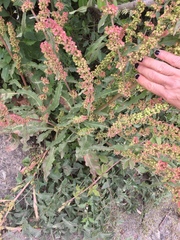 Rumex californicus
