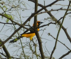 Icterus graceannae
