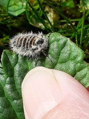 Lycia zonaria