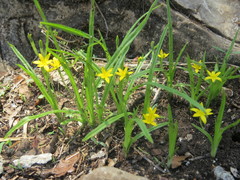Hypoxis humilis