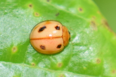 Phrynocaria unicolor