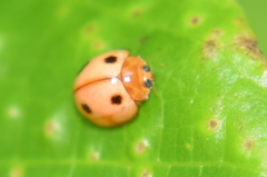 Phrynocaria unicolor