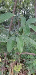 Castanea pumila