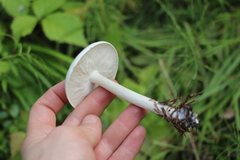 Melanoleuca strictipes