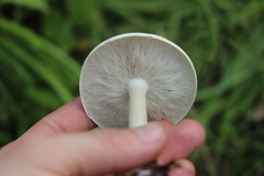 Melanoleuca strictipes