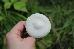 Melanoleuca strictipes