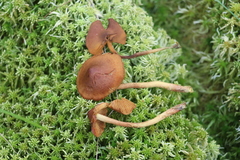 Cortinarius tubarius