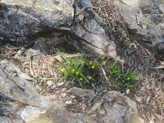 Hypoxis humilis