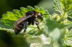 Bombus subterraneus