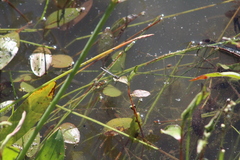 Ischnura perparva