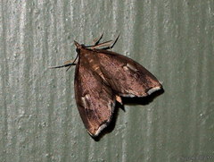 Perispasta caeculalis