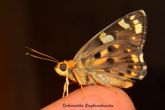 Coladenia indrani