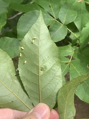 Caryomyia recurvata