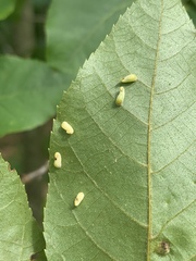 Caryomyia recurvata