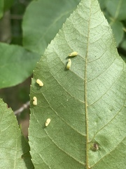 Caryomyia recurvata