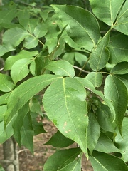 Caryomyia recurvata