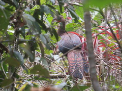 Highland Guan photo 5