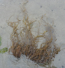 Gracilariaceae