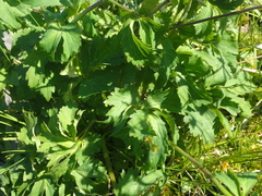 Ranunculus aconitifolius