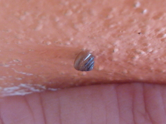 Euconulidae
