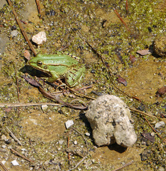 Pelophylax perezi